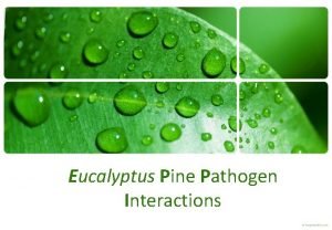 Eucalyptus Pine Pathogen Interactions Introduction Forest trees Long