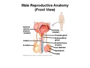 Male reproductive system front view