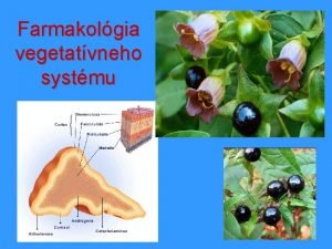 Sympatikus a parasympatikus - účinky Sympatikus a parasympatikus - účinky