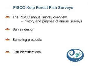 PISCO Kelp Forest Fish Surveys The PISCO annual