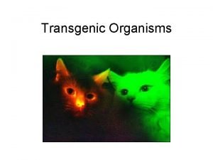 Transgenic Organisms Definitions Genetically modified organisms GMOs Organisms