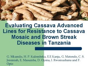 Evaluating Cassava Advanced Lines for Resistance to Cassava