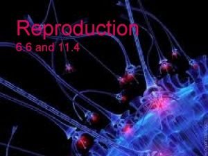 Difference between oogenesis and spermatogenesis