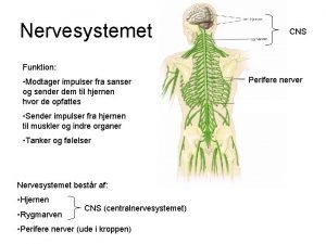 Nervesystemet CNS Funktion Modtager impulser fra sanser og