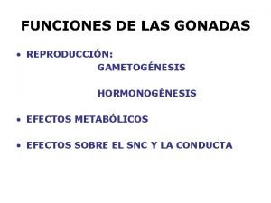 FUNCIONES DE LAS GONADAS REPRODUCCIN GAMETOGNESIS HORMONOGNESIS EFECTOS