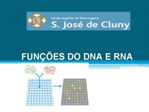 FUNES DO DNA E RNA FUNES DOS NUCLETIDOS