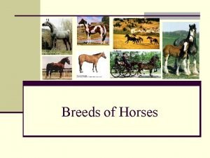 Breeds of Horses Objectives n Identify classes and