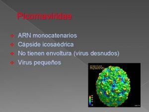 Picornaviridae ARN monocatenarios v Cpside icosadrica v No