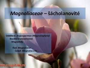 Magnoliaceae cholanovit Oddlen Angiospermae Magnoliophyta Bazln krytosemenn Magnoliidy