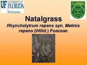 Natalgrass Rhynchelytrum repens syn Melinis repens Willd Poaceae