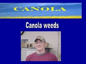 Canola Facts Bright yellowflowering member of the Brassicaceae