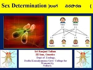 Sex Determination Sri Ranjani Tallam III Sem Genetics