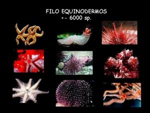 FILO EQUINODERMOS 6000 sp CARACTERSTICAS EMBRIONRIAS TRIBLSTICOS CELOMADOS