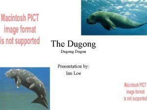 Dugong food chain