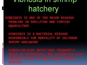 Vibriosis in shrimp hatchery VIBRIOSIS IS ONE OF