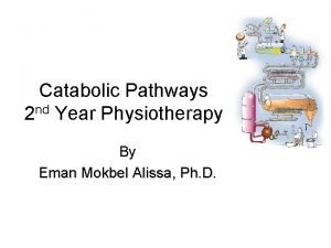 Catabolic Pathways 2 nd Year Physiotherapy By Eman