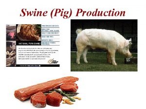 Swine Pig Production Swine Pig Production Main Purpose