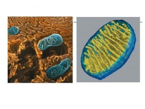 Human mitochondrial DNA mt DNA human 16 569