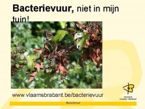 Bacterievuur niet in mijn tuin www vlaamsbrabant bebacterievuur