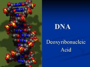 DNA Deoxyribonucleic Acid DNA I General Information A