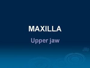 MAXILLA Upper jaw Anatomy repetition widespread description Clinical