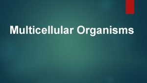 Unicellular vs multicellular activity