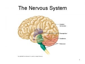 Objectives of nervous system