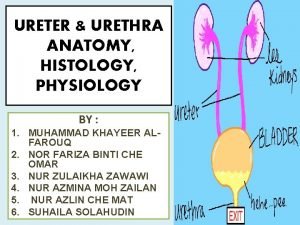 Physiology of urethra