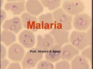 Malaria Prof Ahmed A Adeel Malaria Species Four