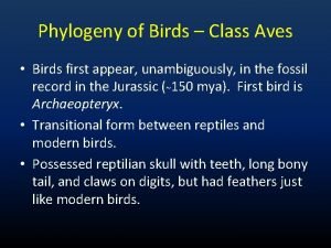 Phylogeny of Birds Class Aves Birds first appear