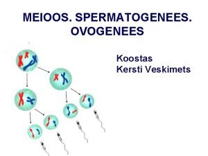 MEIOOS SPERMATOGENEES OVOGENEES Koostas Kersti Veskimets MEIOOS on