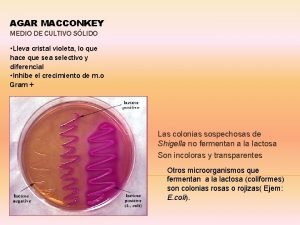 Medio agar macconkey