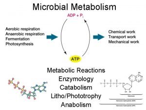 Microbial Metabolism Metabolic Reactions Enzymology Catabolism LithoPhototrophy Anabolism