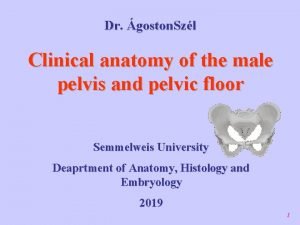 Dr goston Szl Clinical anatomy of the male