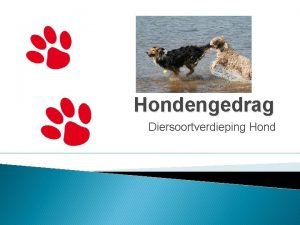 Hondengedrag Diersoortverdieping Hond LICG infopagina gedrag en opvoeding