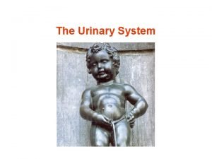 Urine formation Urine formation