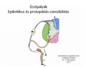 Epikritikus