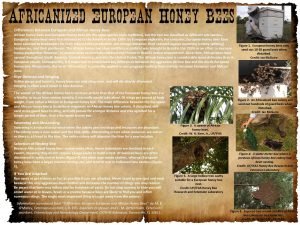 Differences Between European and African Honey Bees African