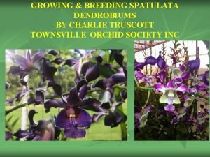 GROWING BREEDING SPATULATA DENDROBIUMS BY CHARLIE TRUSCOTT TOWNSVILLE