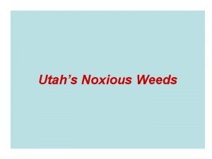 Utahs Noxious Weeds Utahs Noxious Weeds 28 Weeds