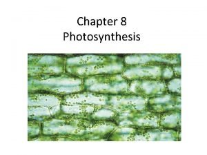 Chapter 8 photosynthesis vocabulary review