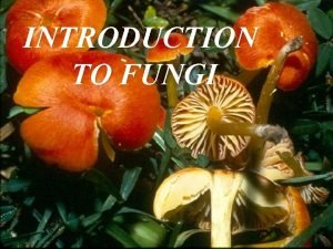 What is thallus in fungi