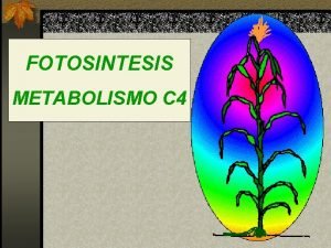 FOTOSINTESIS METABOLISMO C 4 EVIDENCIAS EXPERIMENTALES Anatoma de