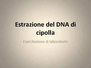 Estrazione del DNA di cipolla Esercitazione di laboratorio