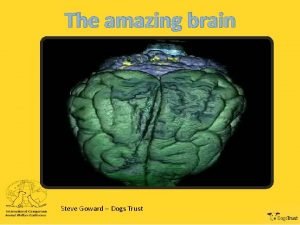 The amazing brain Steve Goward Dogs Trust D