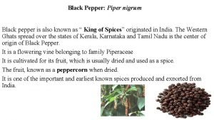 Black Pepper Piper nigrum Black pepper is also