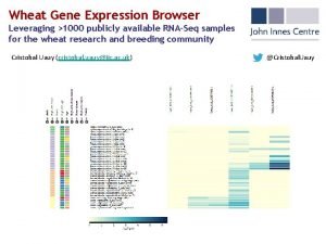 Wheat Gene Expression Browser Leveraging 1000 publicly available