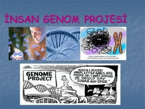 NSAN GENOM PROJES Genom bir organizmann DNAsnn tamam