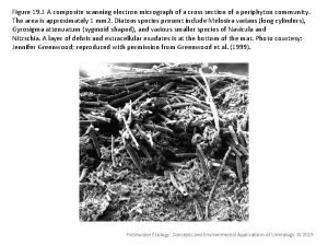 Figure 19 1 A composite scanning electron micrograph