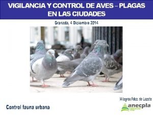 VIGILANCIA Y CONTROL DE AVES PLAGAS EN LAS